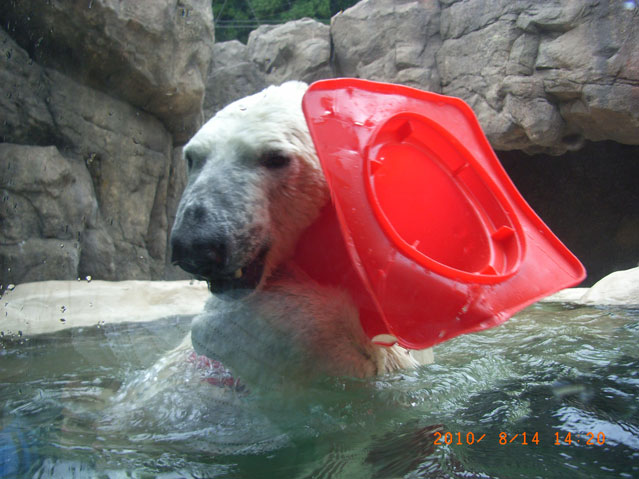 シロクマ2日本平動物園ロッシー2010｜ホッキョクグマと三角コーン